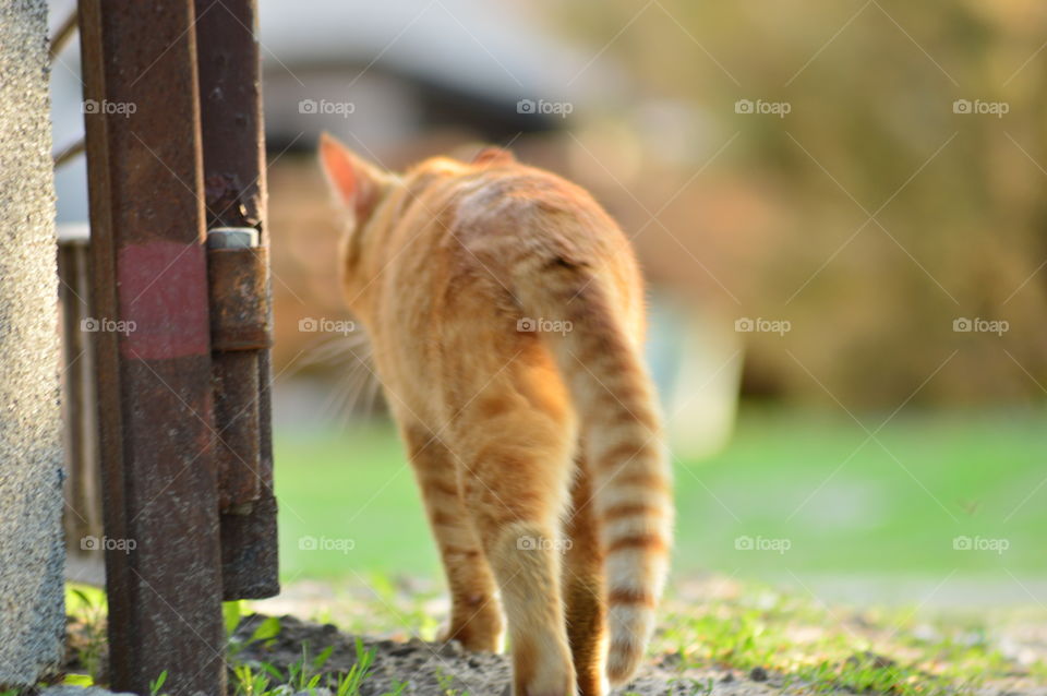 Orange cat