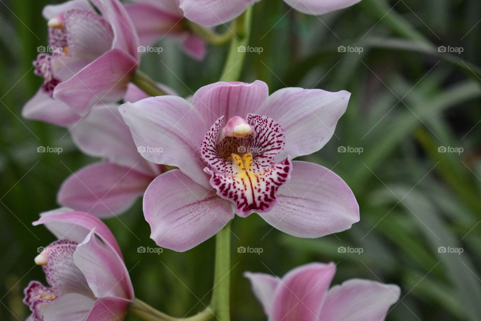 Blooming garden flowers orchids botanical garden plants
