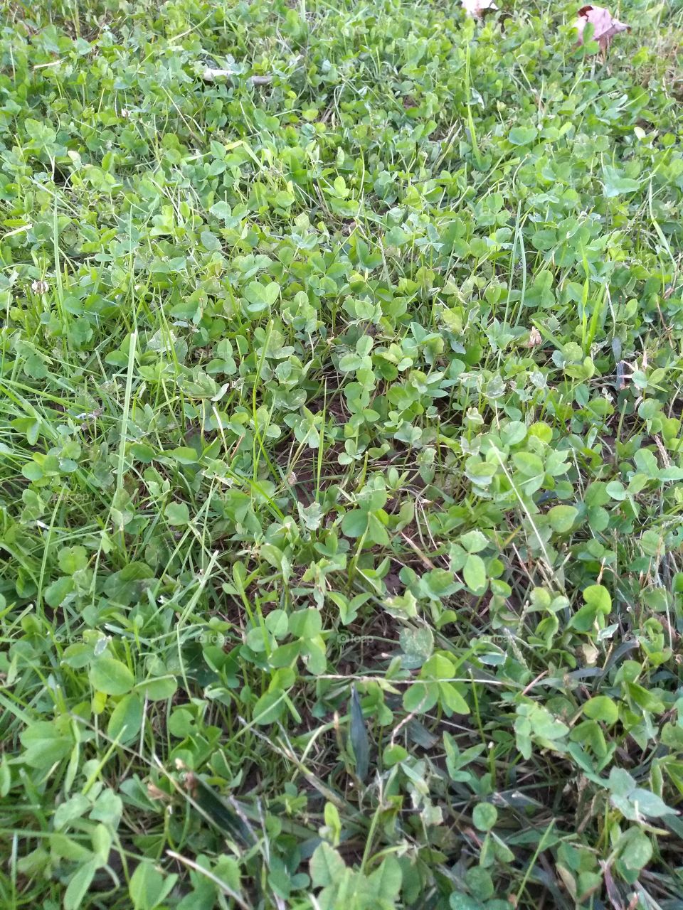 Fall clover patch after first frost