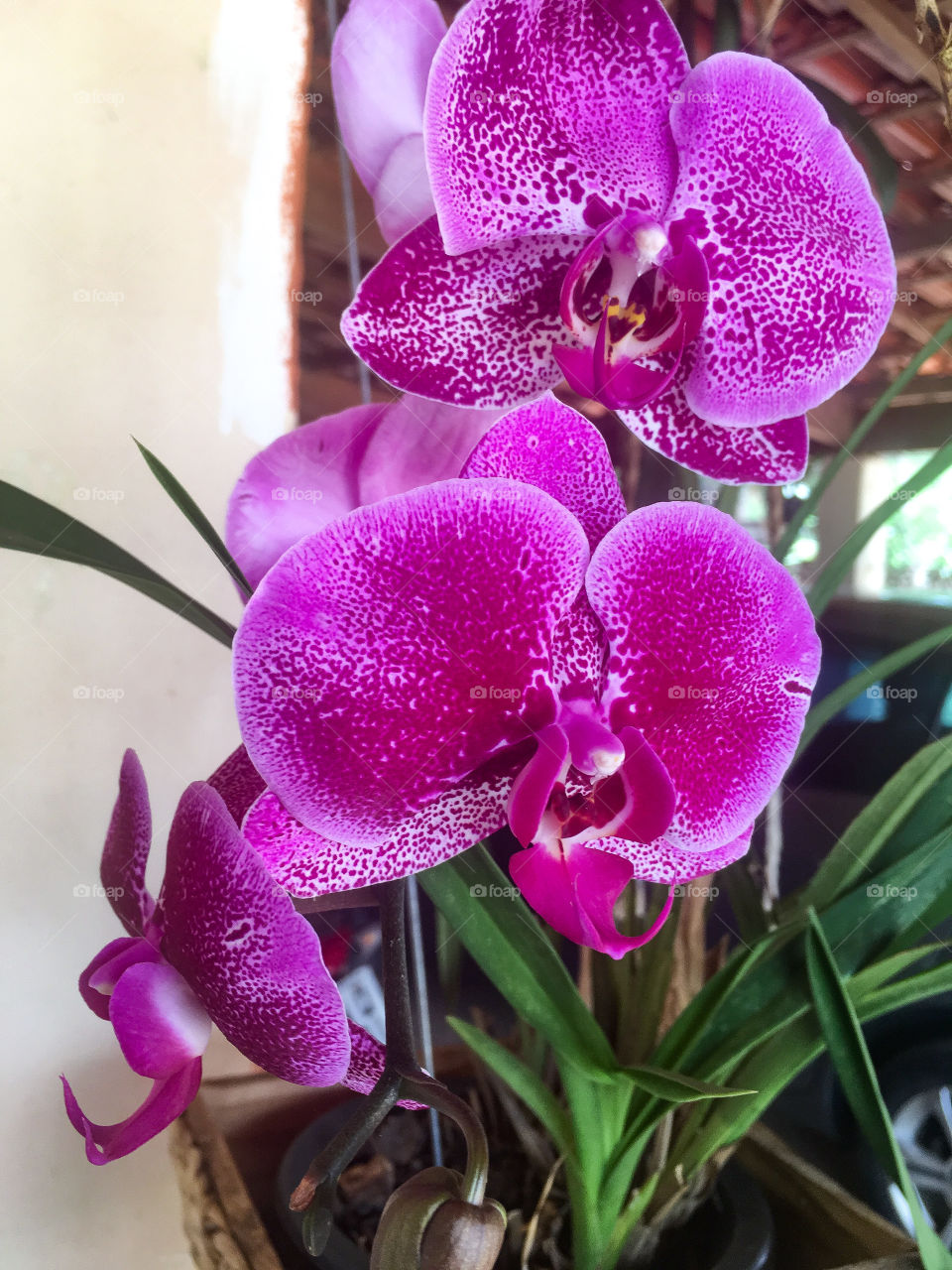 Love orchid 
