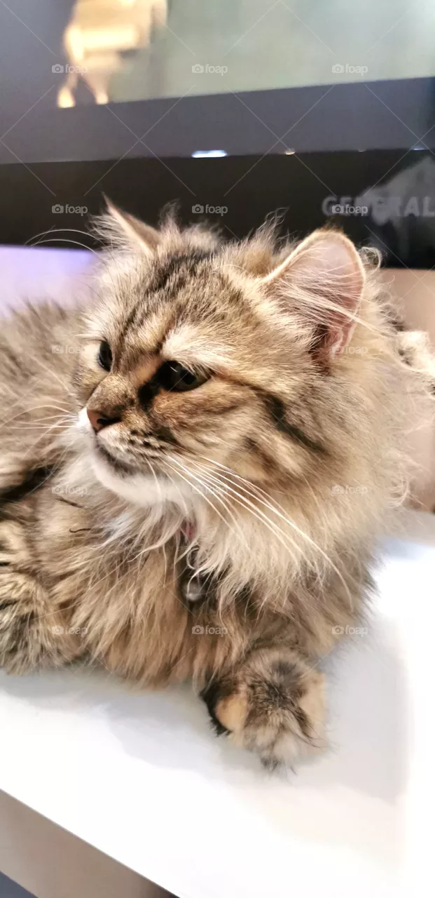 Cat ❤️