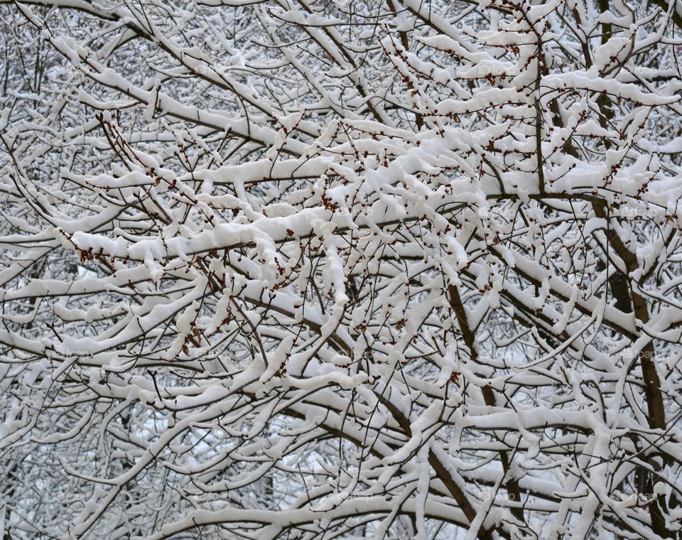 Frost, Winter, Desktop, Tree, Frozen