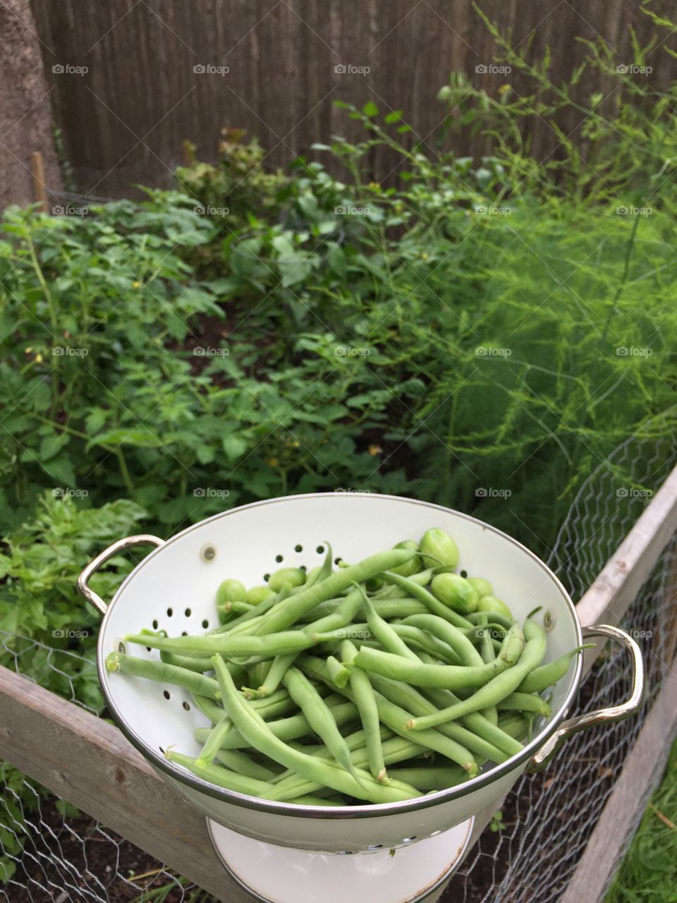 Green Beans From The Garden . Just picked green beans in a colander. 