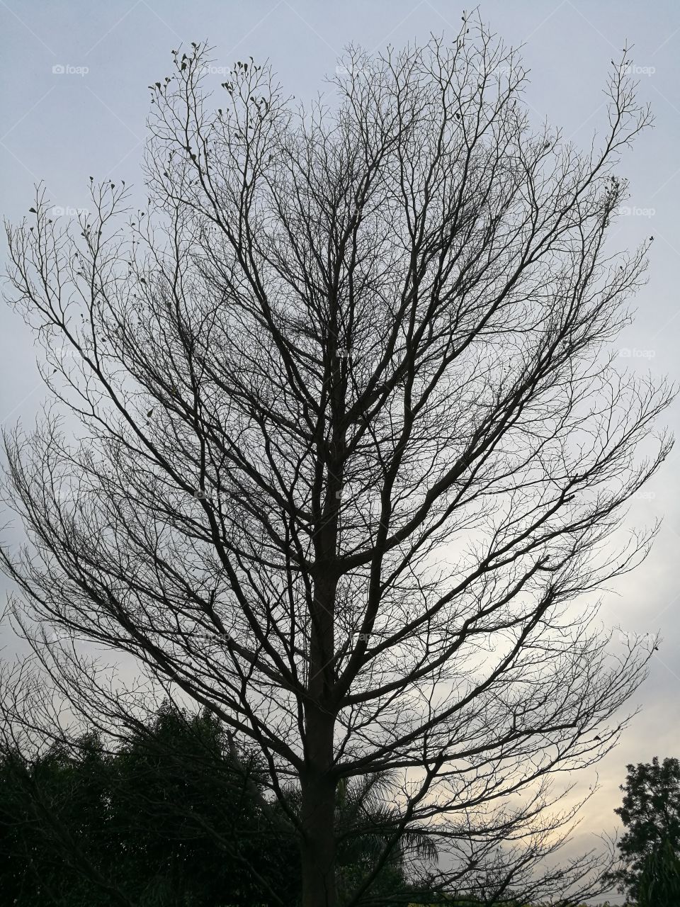 tree