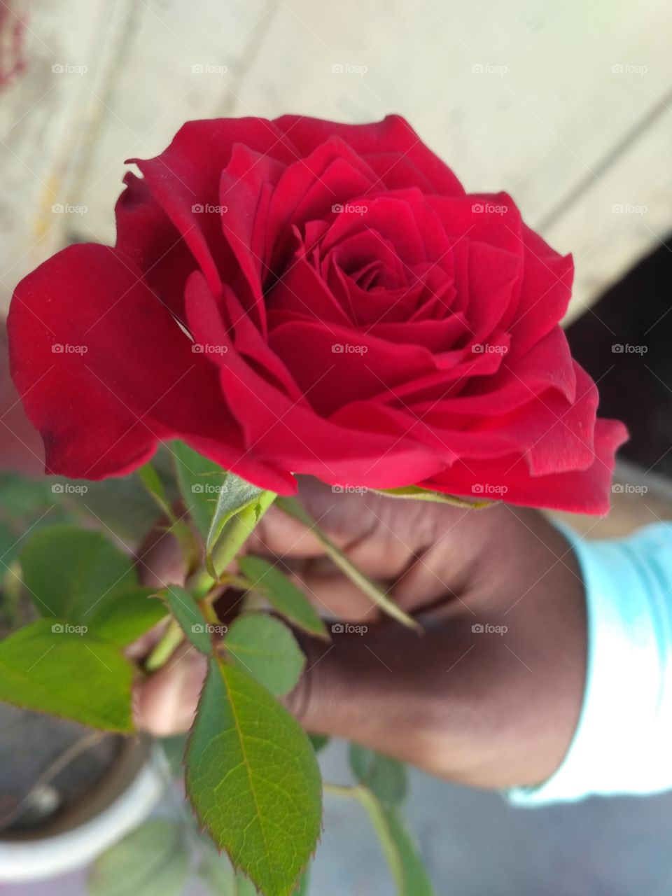 Holly rose