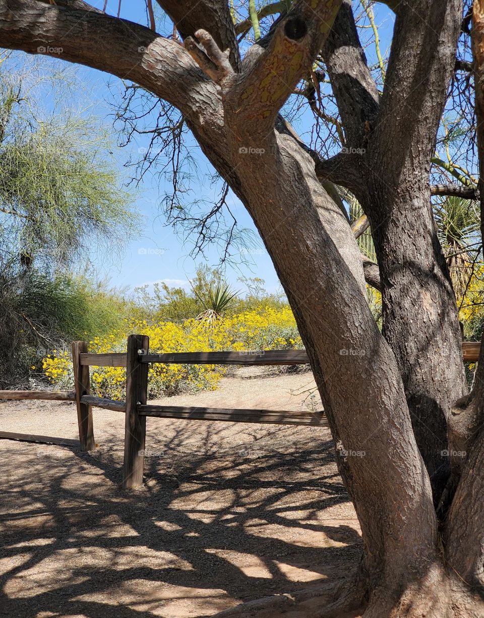 Yellow Flowers Behind the Fence