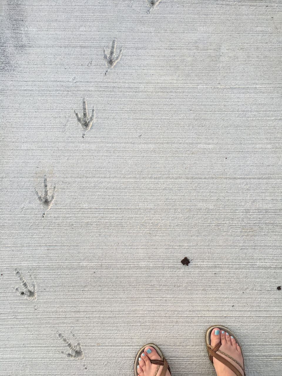 Bird prints and my feet at the park in Ohio 