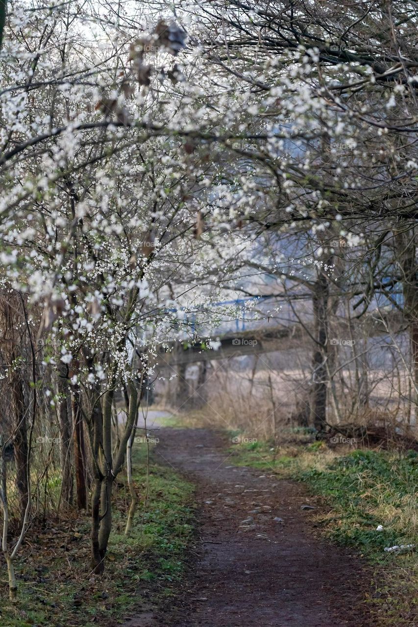 Forest path with white flowers