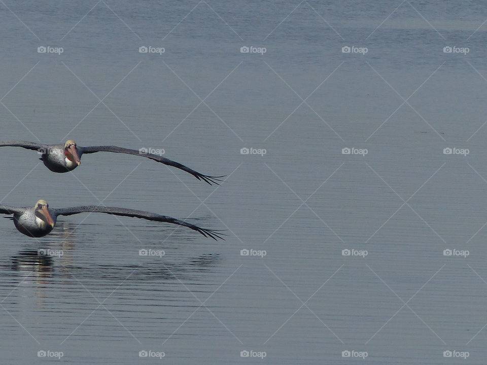 Pair of pelicans in shades of grey 