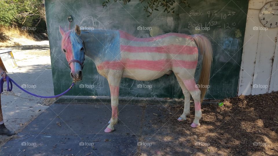 patriotic pony