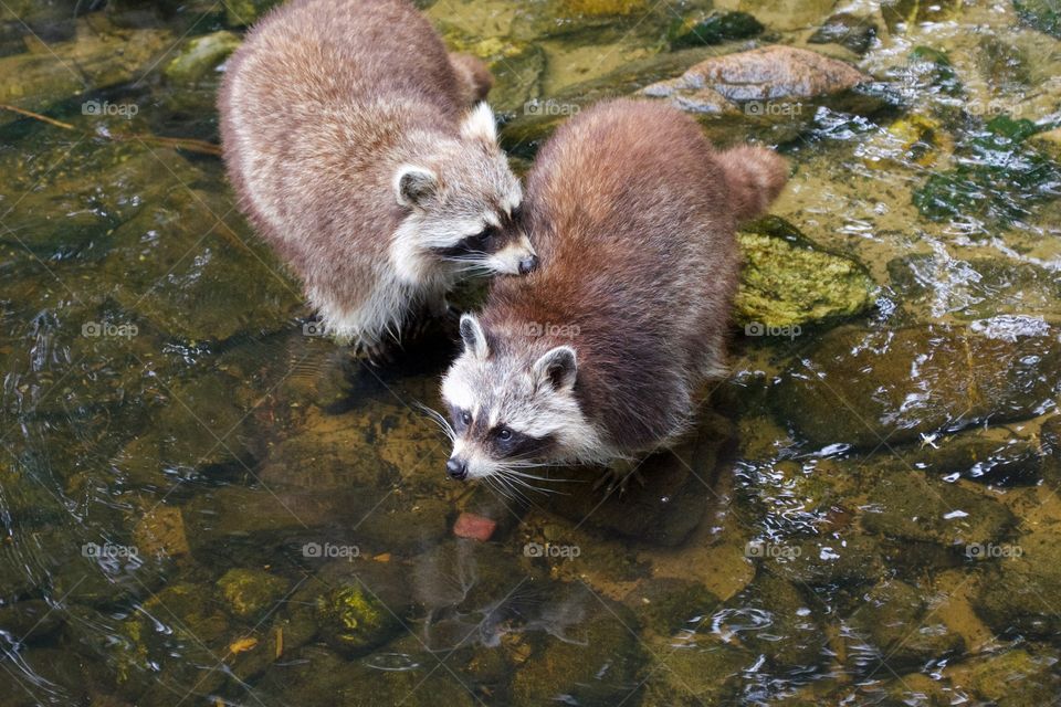 Raccoons 