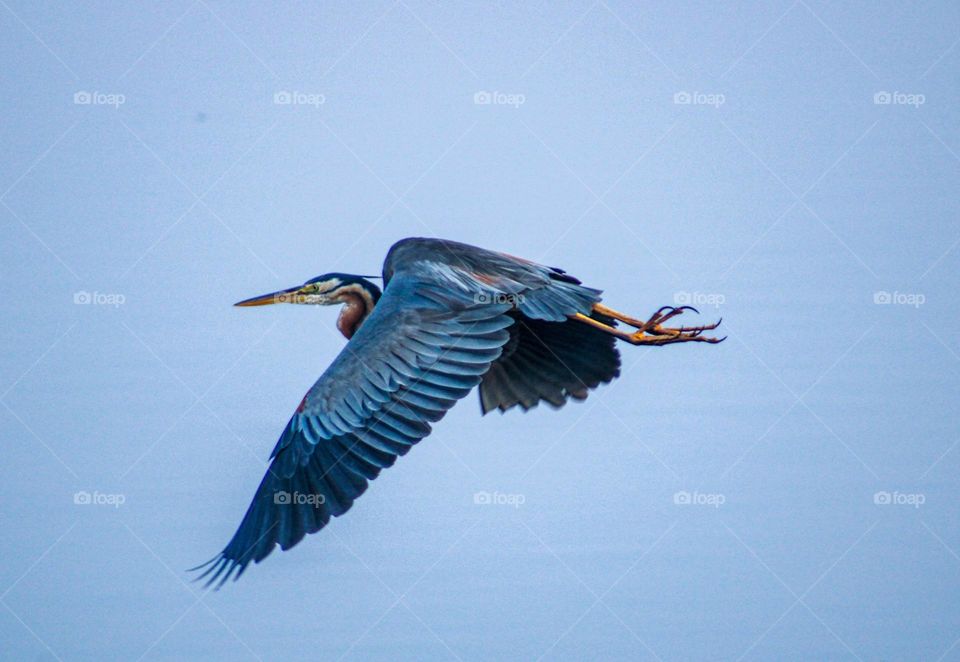 purple heron's flight
