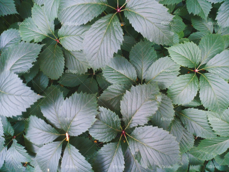 textured background of leaves of a plant