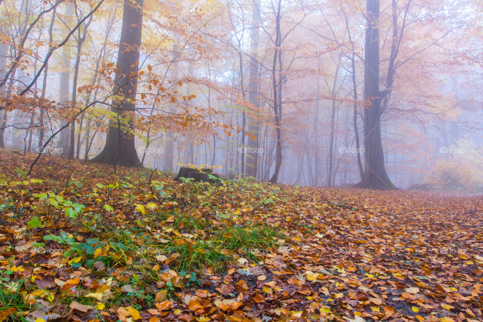 Colorful Fall 