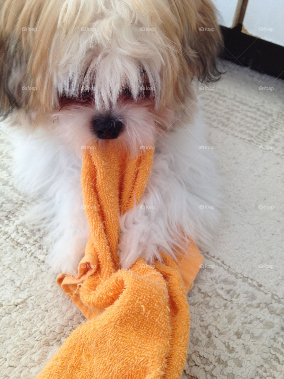 orange dog cute puppy by wanderlust