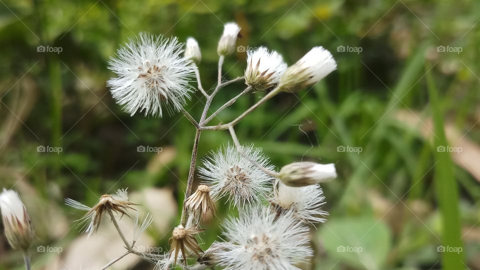 Beautiful Flowering plants is founded in Spring time