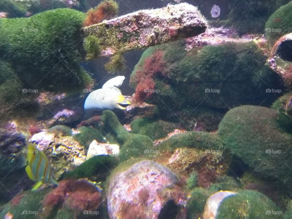 Under the sea
Under the sea
Darling it's better
Down where it's wetter
Take it from me
Up on the shore they work all day
Out in the sun they slave away
While we devotin'
Full time to floatin'
Under the sea 🎼