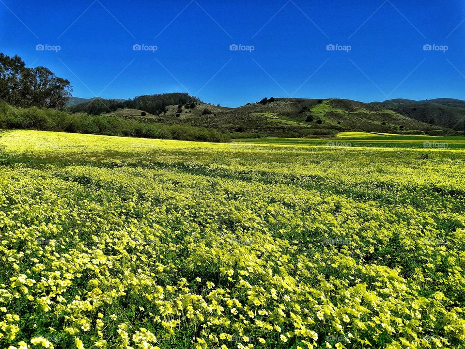 Field Of Wildflowers In Northern California