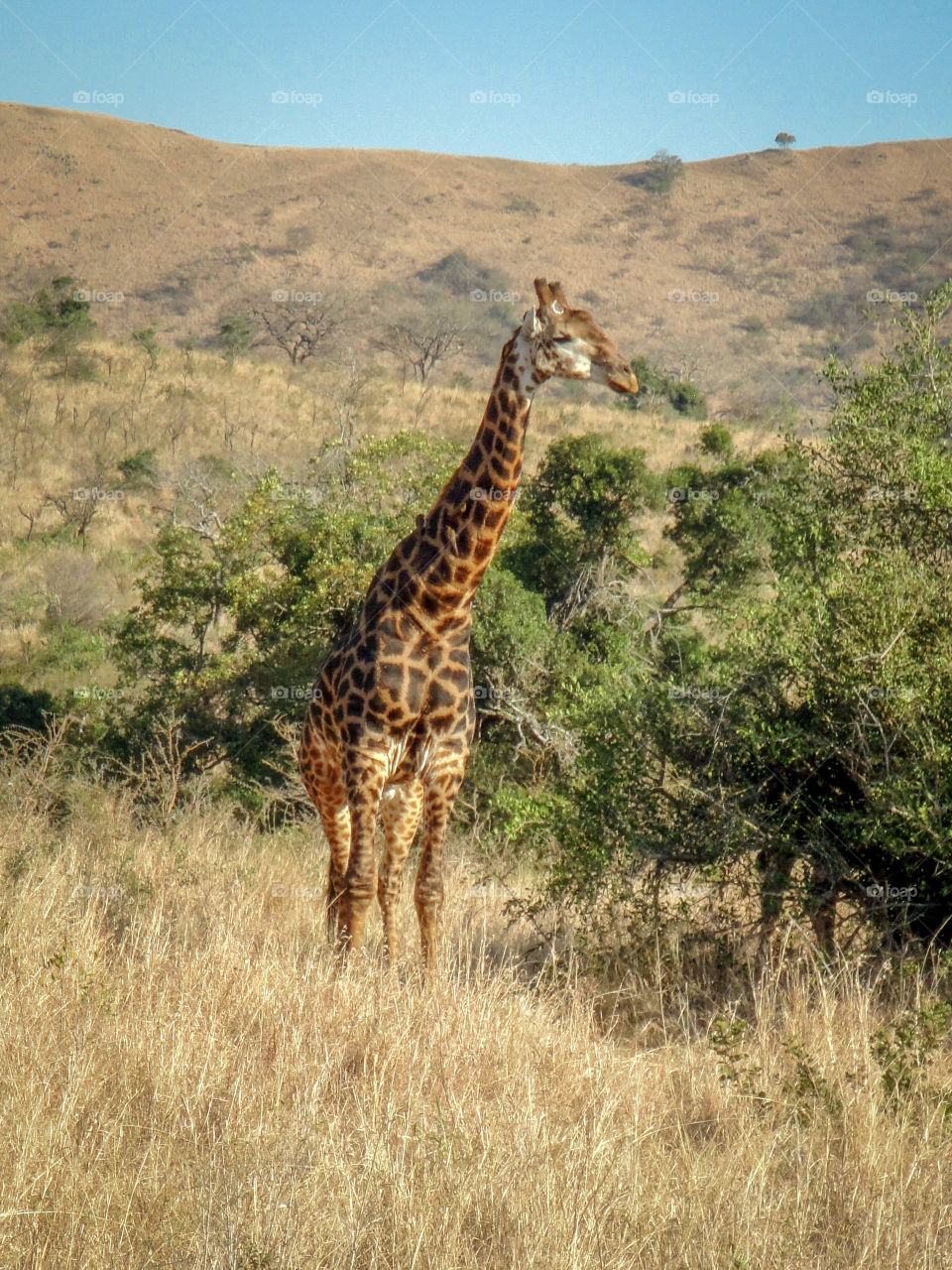 Giraffes in the golden hour 