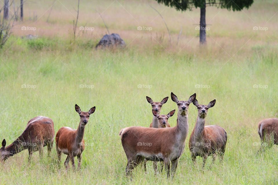 Wild deer on grass