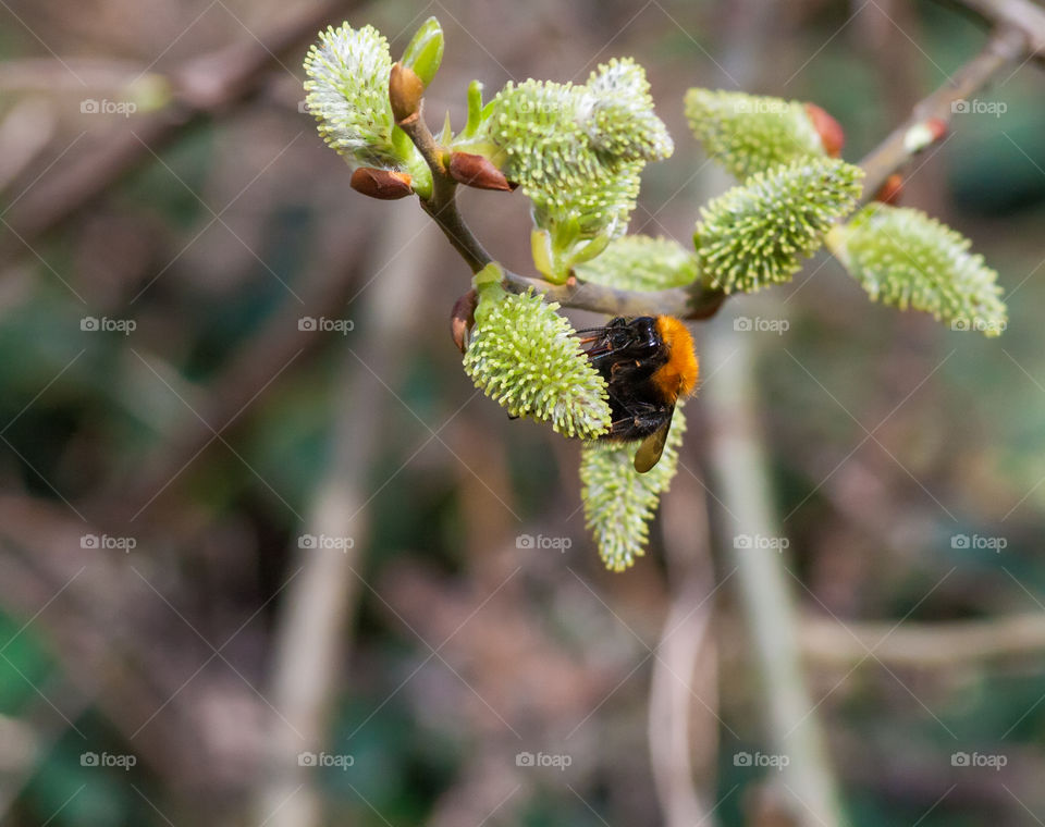 Bee on willow blossoms