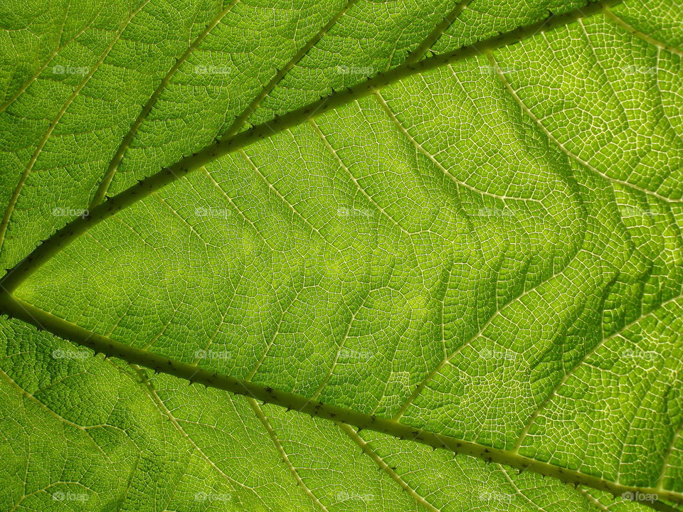 Leaf of green