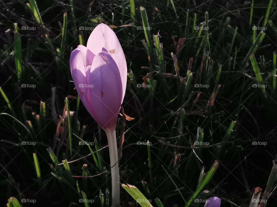 A single autumn crocus