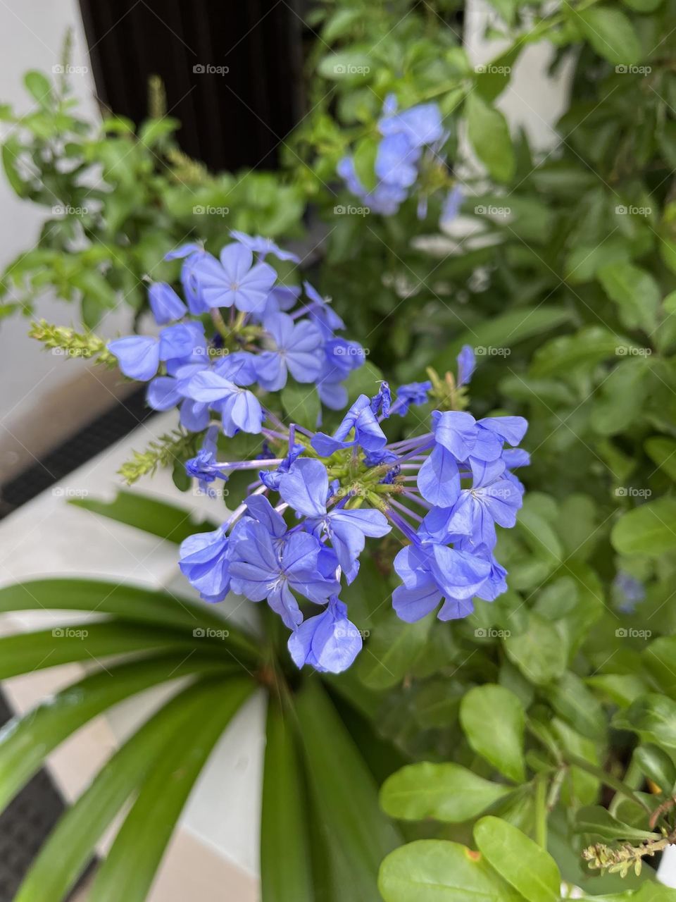 Exotic flowers 