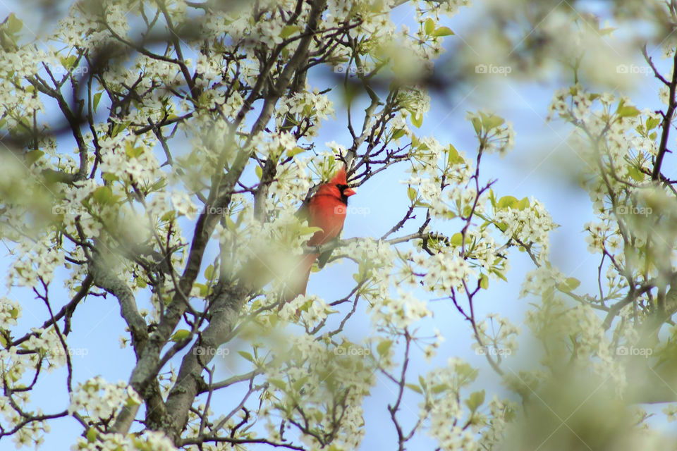 male cardinal in tree