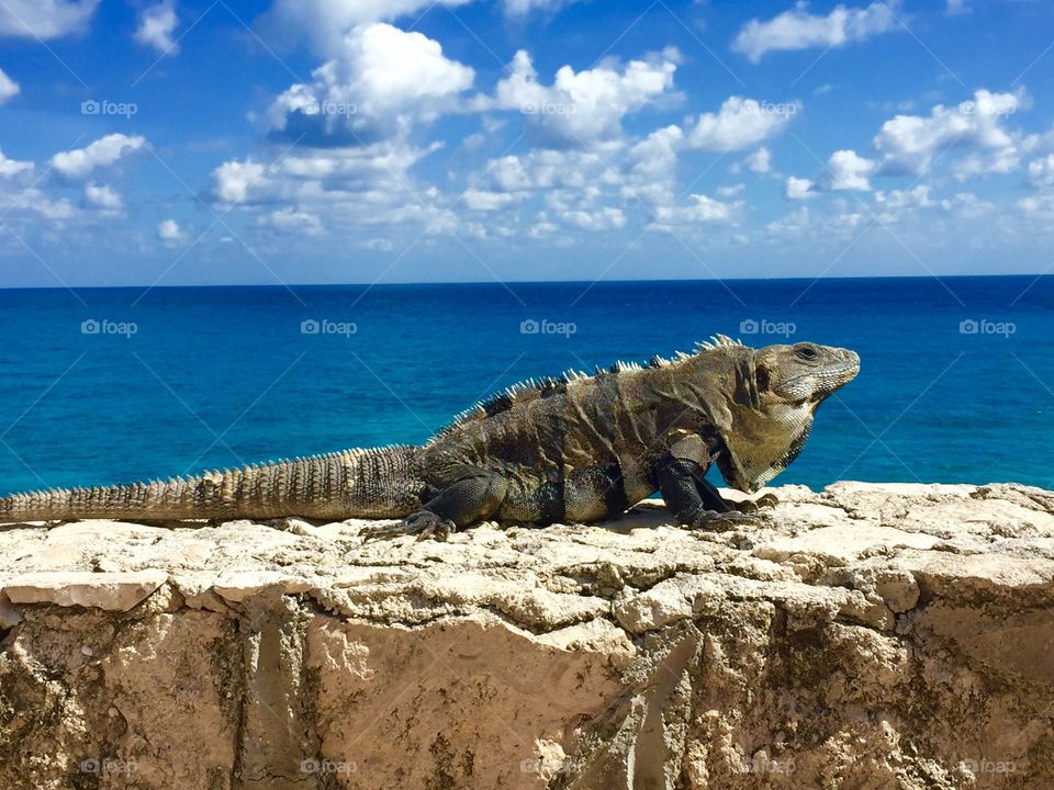 Iguana in its natural habitat. 🌤