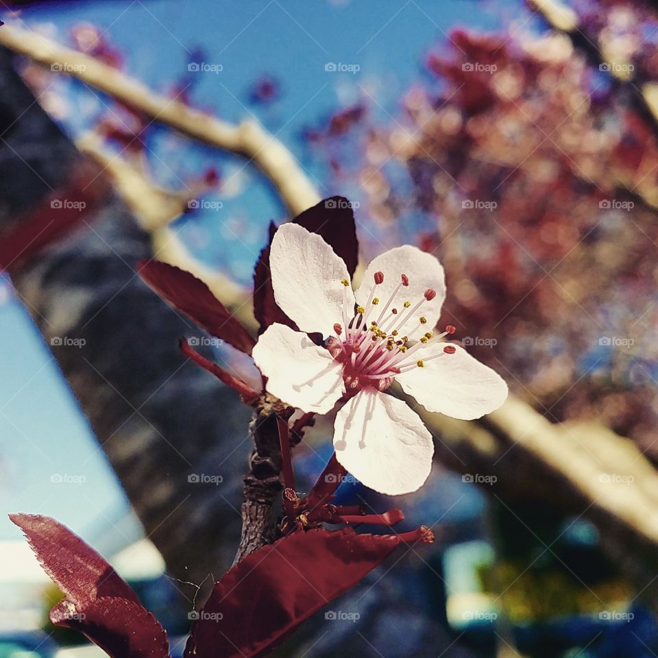 Flower, No Person, Nature, Tree, Blur