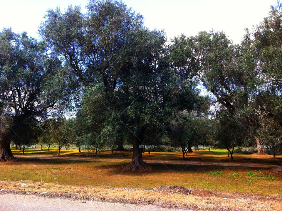 Olive trees in Italia