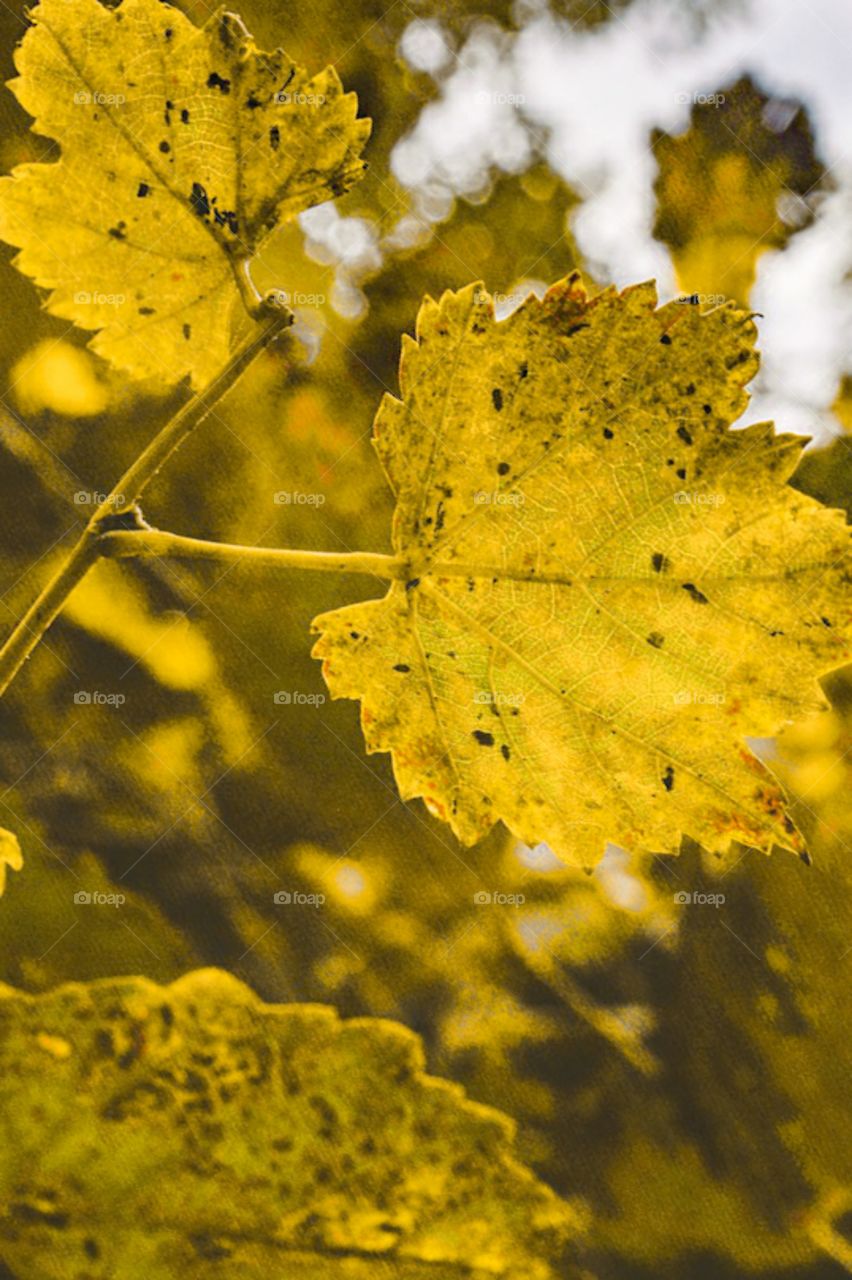 beautiful autumn season natural view of leaves