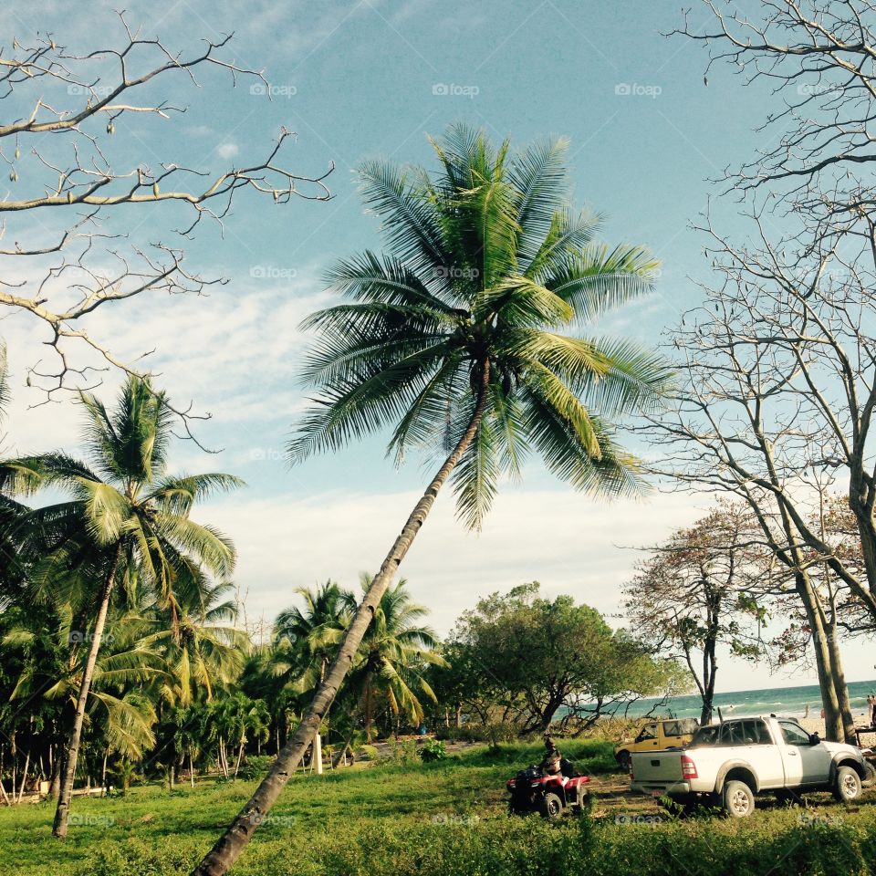 Majestic Palm. Santa Teresa, Costa Rica