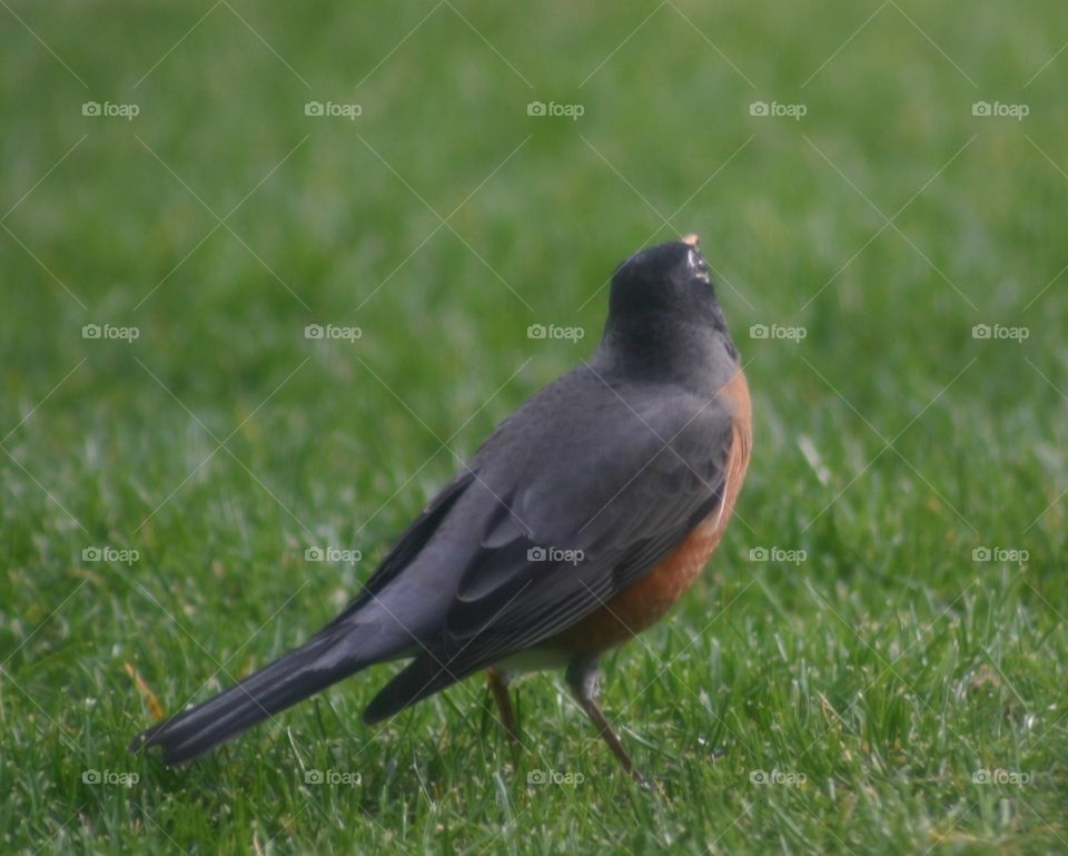 Robin on Lawn. Robin redbreast