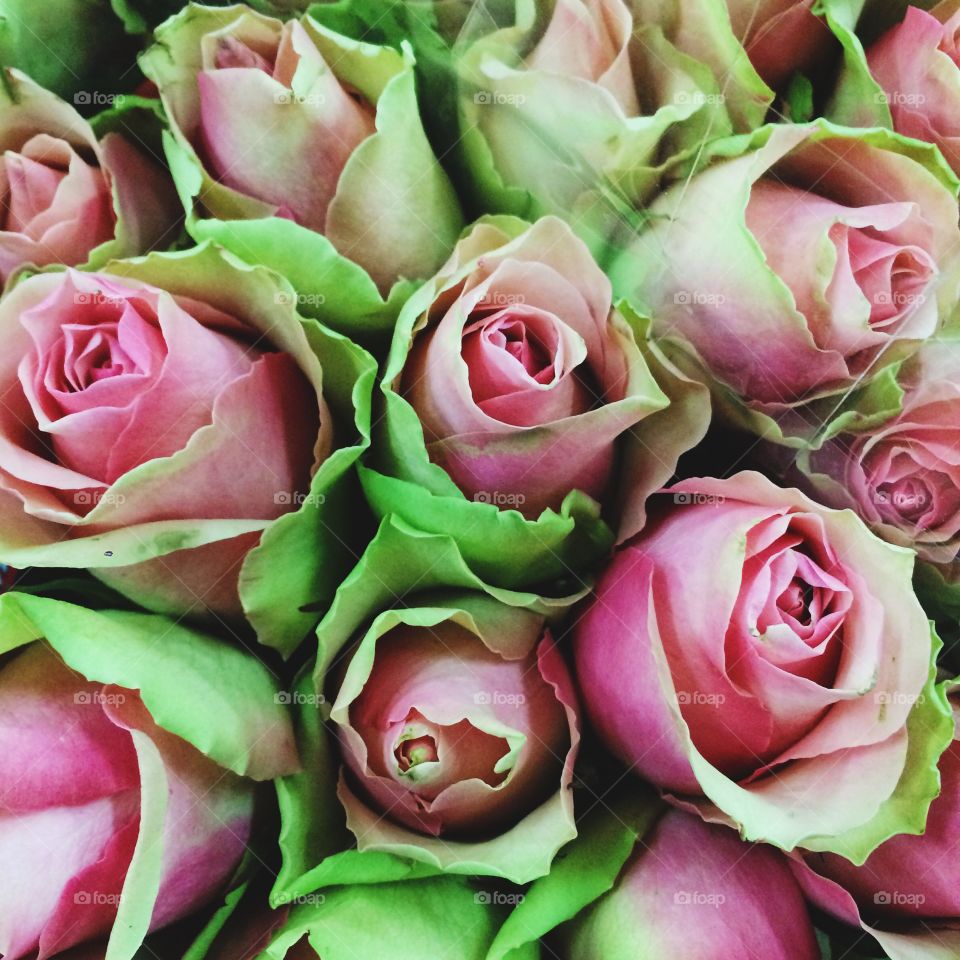 Close-up blooming flowers