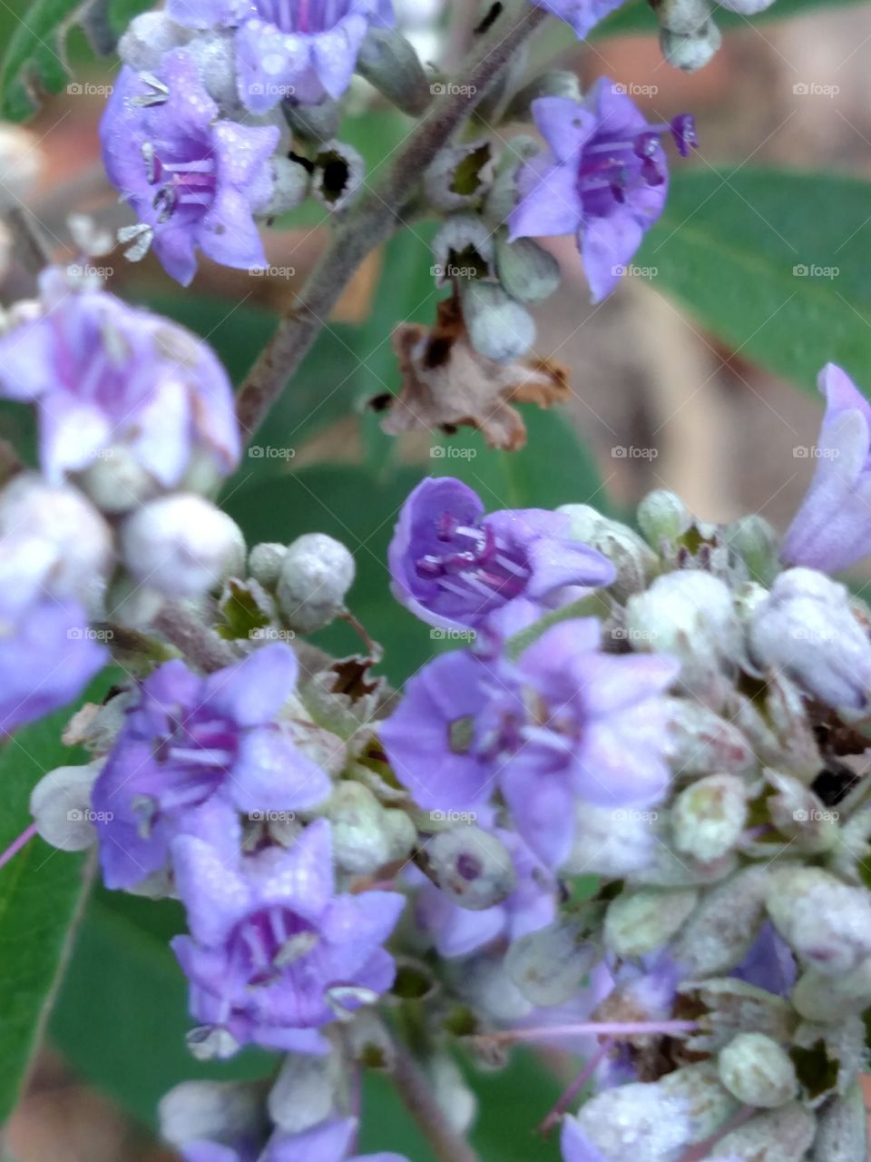 beautiful purple little flower on this bush