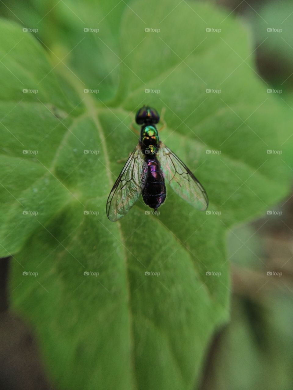 a fly sized half of house fly
