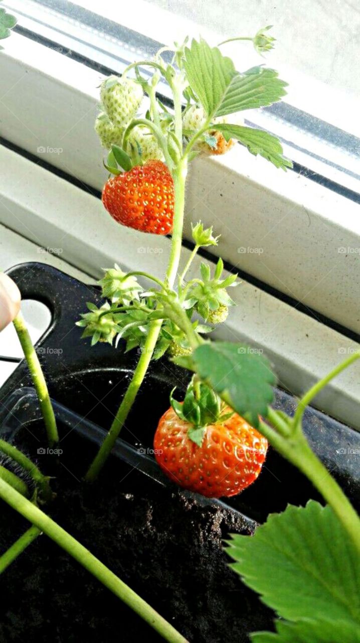 now it's red 🍓🍓🍓