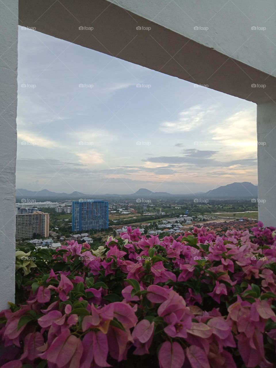 Flowers & the mountain view