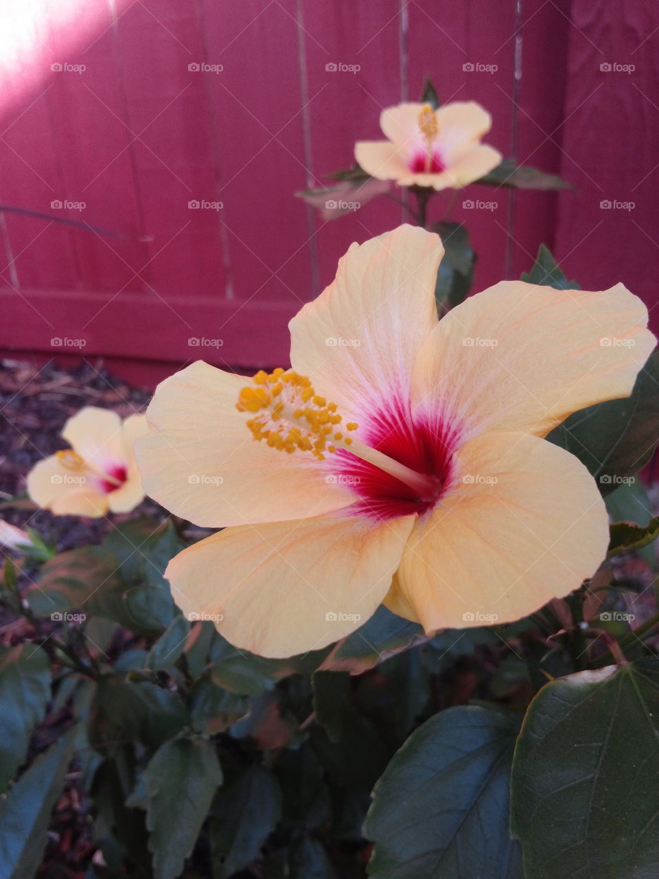 Hibiscus