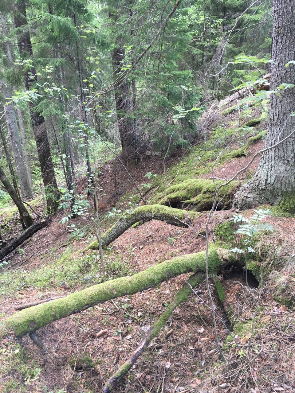 Getåravinen Nature Reserve, Kolmarden, Sweden