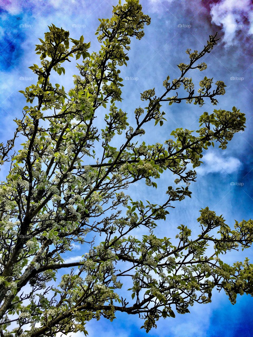 Spring Sky