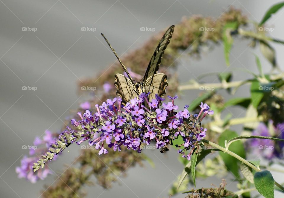 Butterfly on purple flower 