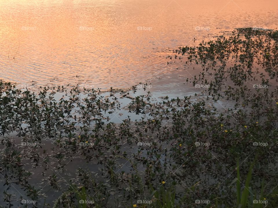 Sunset reflection on the pond 