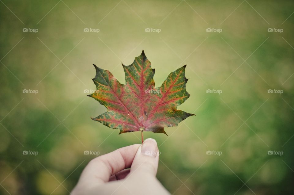 View of Dall. Holding up a pretty fall leaf I found. 