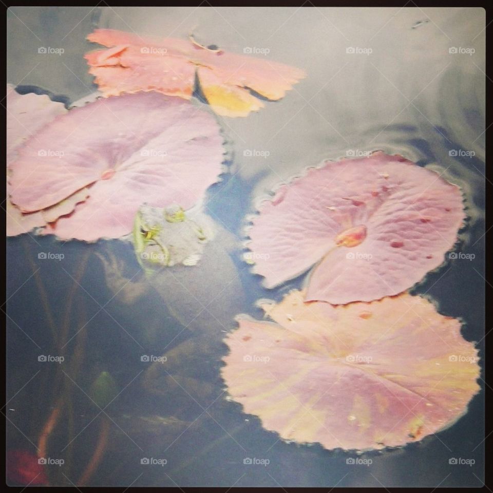 lilypad