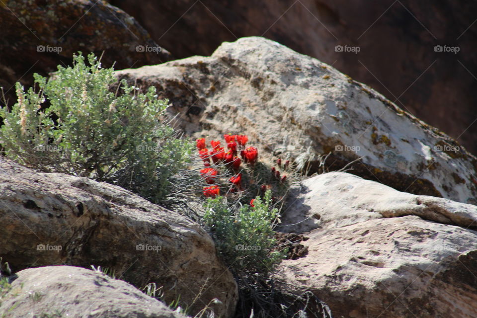 red desert flower