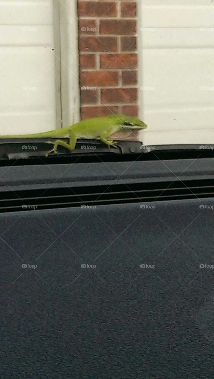 lizard in the car