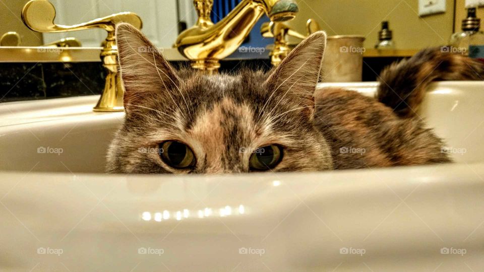 Cat playing peek a boo